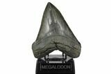 Fossil Megalodon Tooth - Massive Meg Tooth! #175931-2
